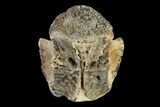 Fossil Crocodylomorph Vertebra - Montana #134811-2